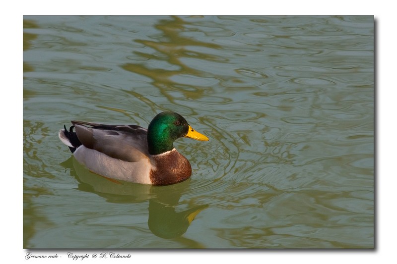 Germano reale - Anas platyrhynchos